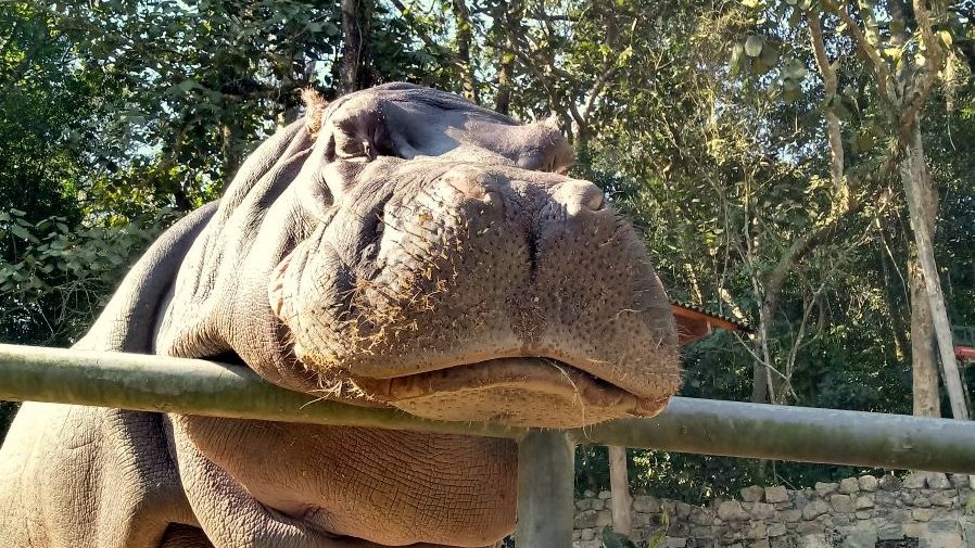 Um dia para descobrir o mundo animal